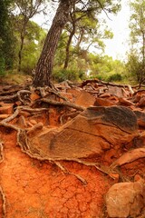 Vertical shot of strong roots of a tree with reddish soil in mountains