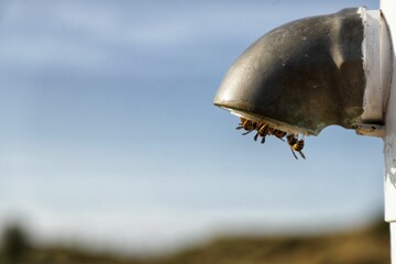 Close up of wasps perched on a curved ornamental fountain.