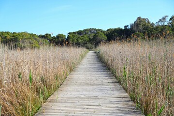 Fototapeta premium an empty pathway in the middle of grass field