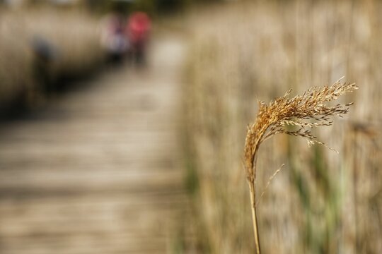 Macro image of a single blade of wheat blowing in the wind