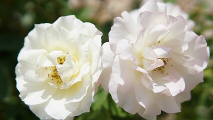 Flourishing roses with two pristine white blossoms resting atop its lush foliage