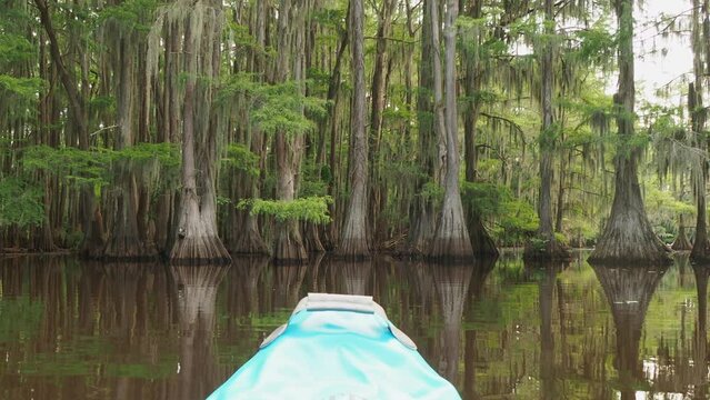 Sunny view of many bald cypress in Caddo Lake State Park
