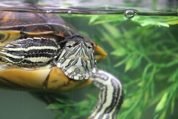 Fototapeta premium an orange turtle swimming in a tank with vegetation inside it
