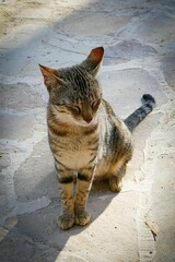 Adorable tabby cat sitting on a floor outdoors, looking around with bright eyes