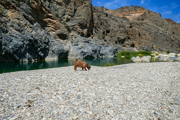 Goat leisurely walking through a lush wadi, a type of dry riverbed, in Oman