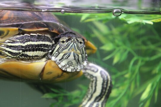 an orange turtle swimming in a tank with vegetation inside it