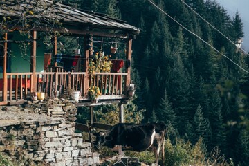 Cow grazing by a house in the mountains in Himachal Pradesh, India