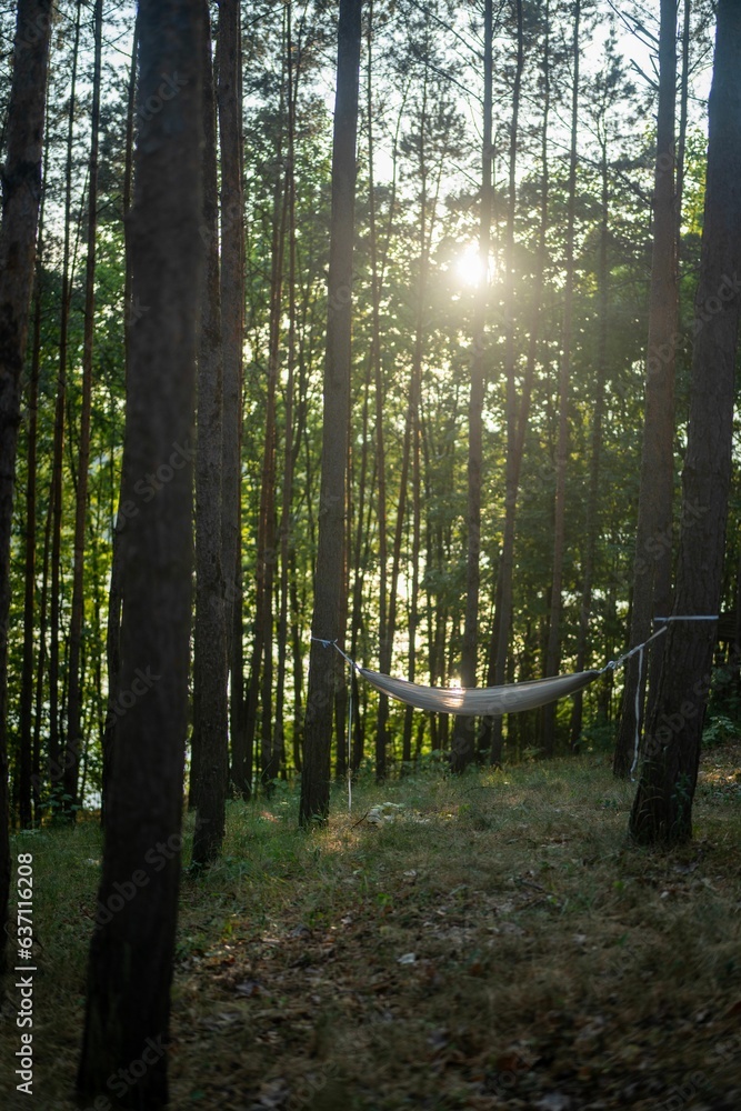 Poster hammock hangs between two trees in a peaceful woodland setting