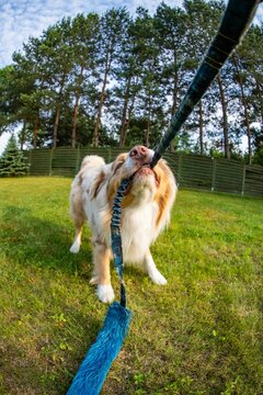Fish eye view of a playful dog with a rope in its mouth on the grass in the backyard