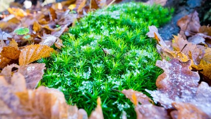 Vibrant patch of moss surrounded by fallen autumn leaves, nestled in lush green grass