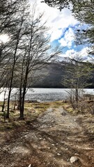 an image of a dirt path and lake near the woods