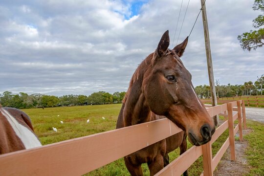 a brown horse with its head over a wooden fence looking off into the distance