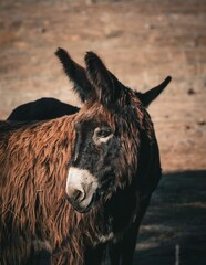 Fototapeta premium Vertical shot of a poitou donkey standing alone in an arid field, looking back
