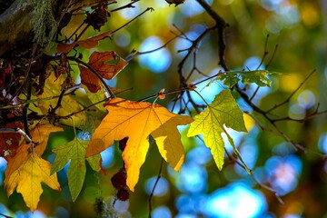 Closeup of a tree branch with vibrant yellow and green leaves illuminated by a bright light source