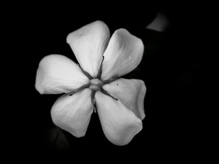 Closeup grayscale shot of a gardenia brighamii flower set against a black background.
