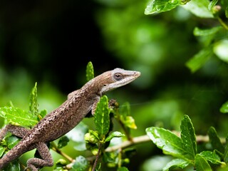 Anole perched on a tree branch set against a backdrop of lush green foliage.