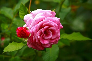 Closeup of a beautiful pink rose blooming in a garden with a blurry background