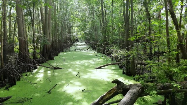 Swamp like trees, green moss, looking for alligators along the St John's river