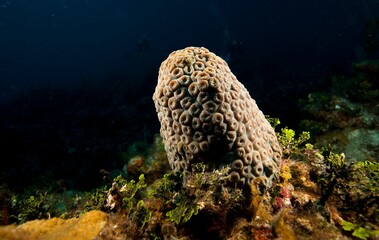 Close-up of a Montastraea underwater