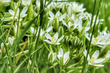 Closeup of an ant on white wildflowers