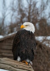 Majestic bald eagle perched atop a wooden post in the middle of a snow-covered field