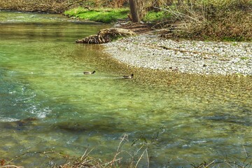 Scenic view of two ducks swimming in a tranquil lake in a park