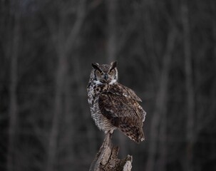 Perched Great Horned Owl