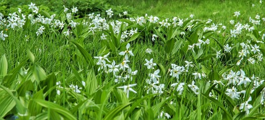 Obraz premium Beautiful landscape with a lush green meadow dotted with white wildflowers