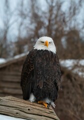 a bald eagle perched on a wooden post in winter snow
