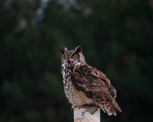Great Horned Owl - Loud Shrill