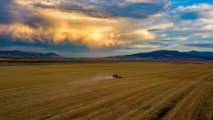 Obraz premium Beautiful cloudy sunset sky over the wheat field.