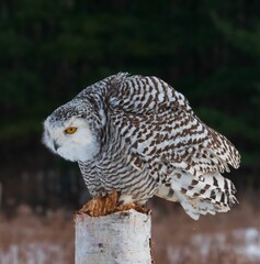 A beautiful Snowy Owl, sitting on a birch tree, watching for prey!