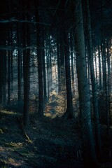 Dark forest with dense vegetation, dimly lit by sunlight.
