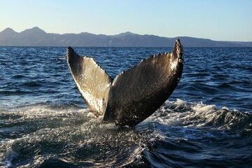Whale tail in the gulf of Baja California in Mexico
