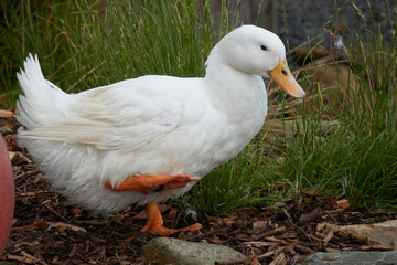 Dancing white duck on the grass