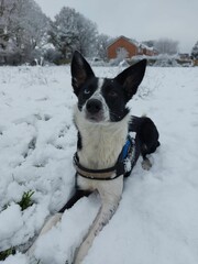 Vertical shot of a cute black and white dog sitting in snow with a house and trees in the background