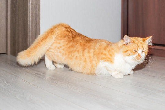 the ginger cat spins and clings to the floor, raising his butt during estrus. Estrus in a cat.