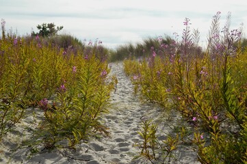 Footprints and plants on the sand at the beach