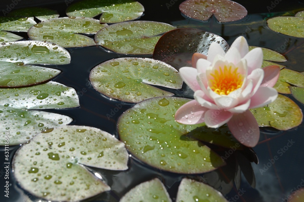 Canvas Prints closeup of a water lily with leaves around it