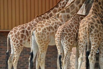 Shot from the back of four giraffes standing next to each other