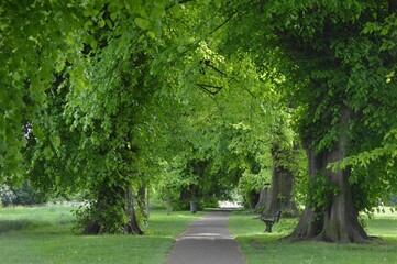 Beautiful scenery in a park of a pathway under the shade with bench on the side