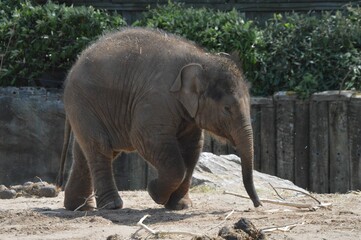 Young elephant spotted walking in the park on a sunny day