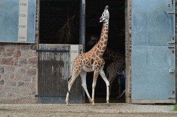 Young giraffe strides gracefully out of a barn