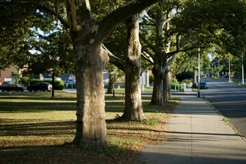 Obraz premium Street and sidewalk on a sunny autumn day in a quiet neighborhood