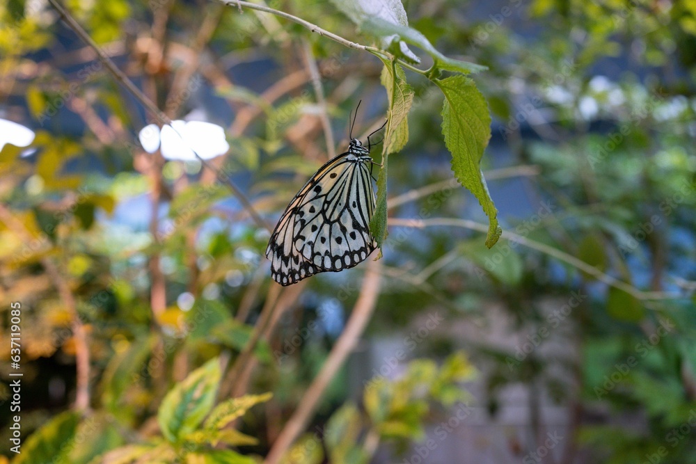 Sticker Shallow focus shot of adorable Large tree nymph butterfly on green tree leaves