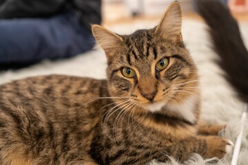 Portrait of an adorable tabby cat laying on a fluffy rug indoors
