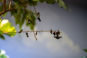 Butterflies on the branch of a tree