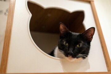 Inquisitive cat peers out from behind a hole in a rustic wooden framed cat house