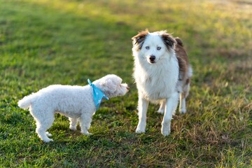 Border Collie and a white poodle walking in the grass, blurred background