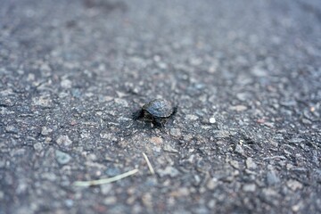 Closeup shot of a small turtoise walking on the ground